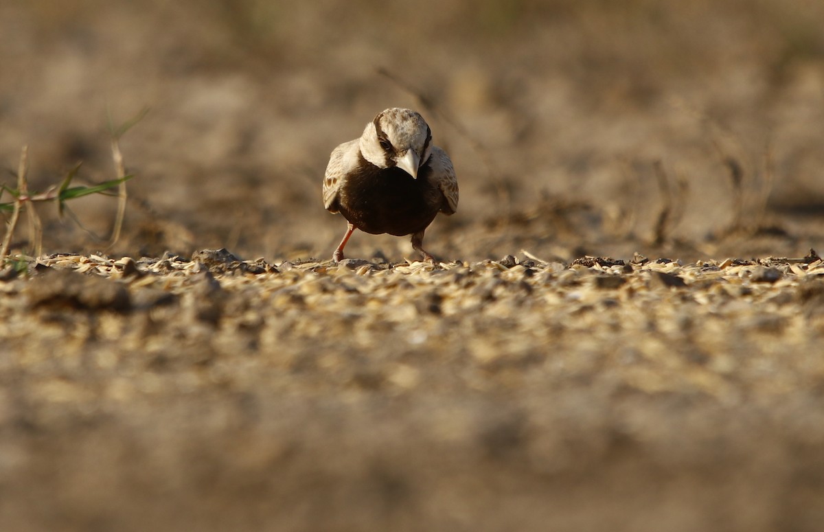 Ashy-crowned Sparrow-Lark - ML311375731