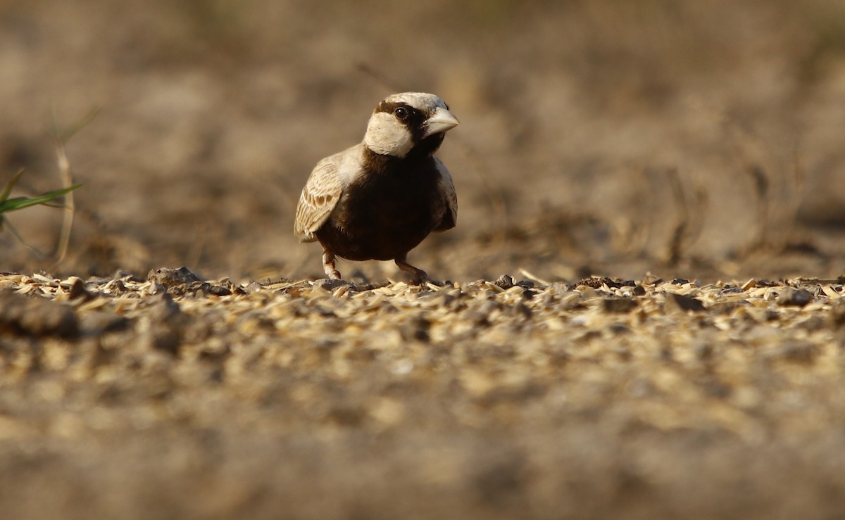 Ashy-crowned Sparrow-Lark - ML311375891