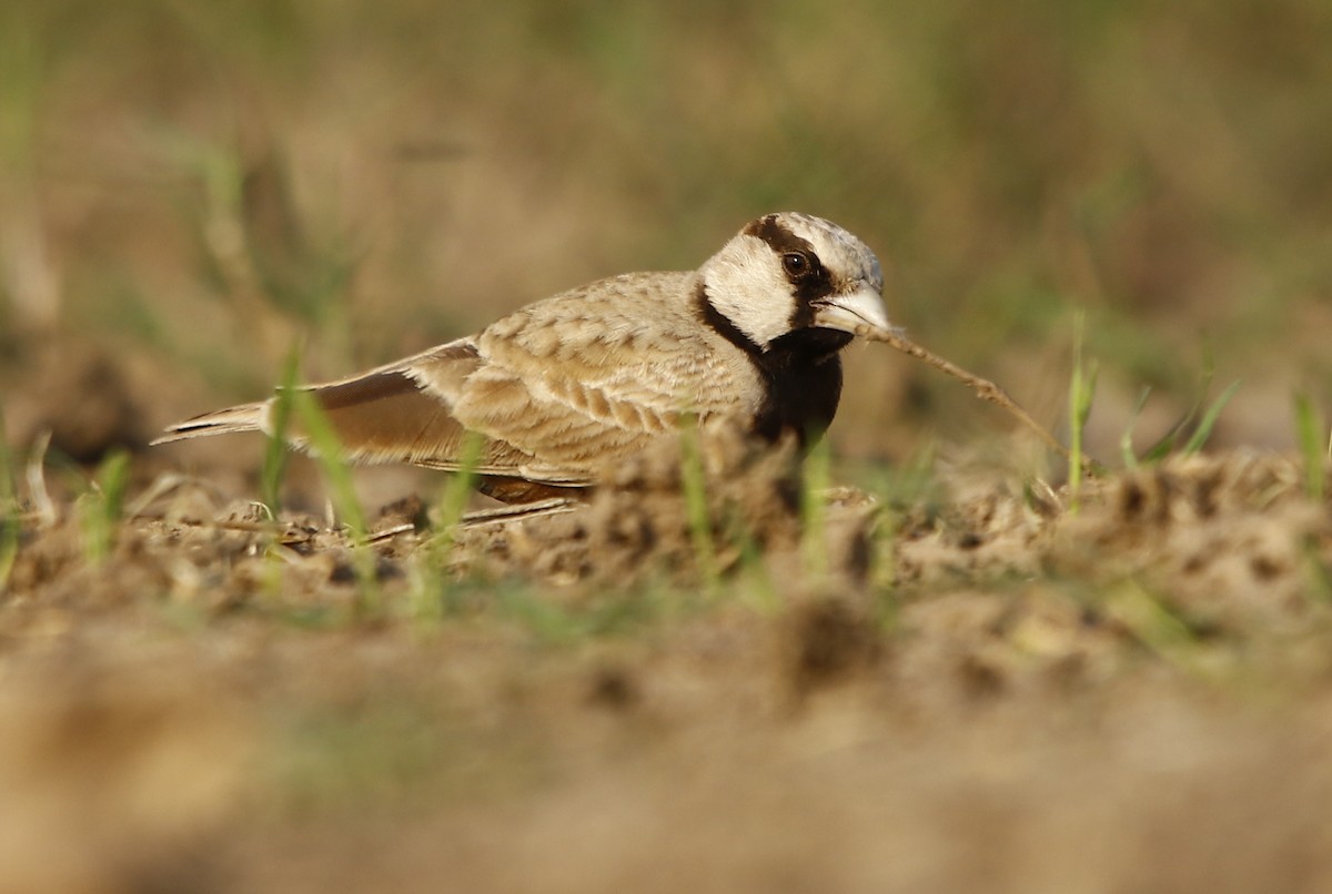 Ashy-crowned Sparrow-Lark - ML311376181
