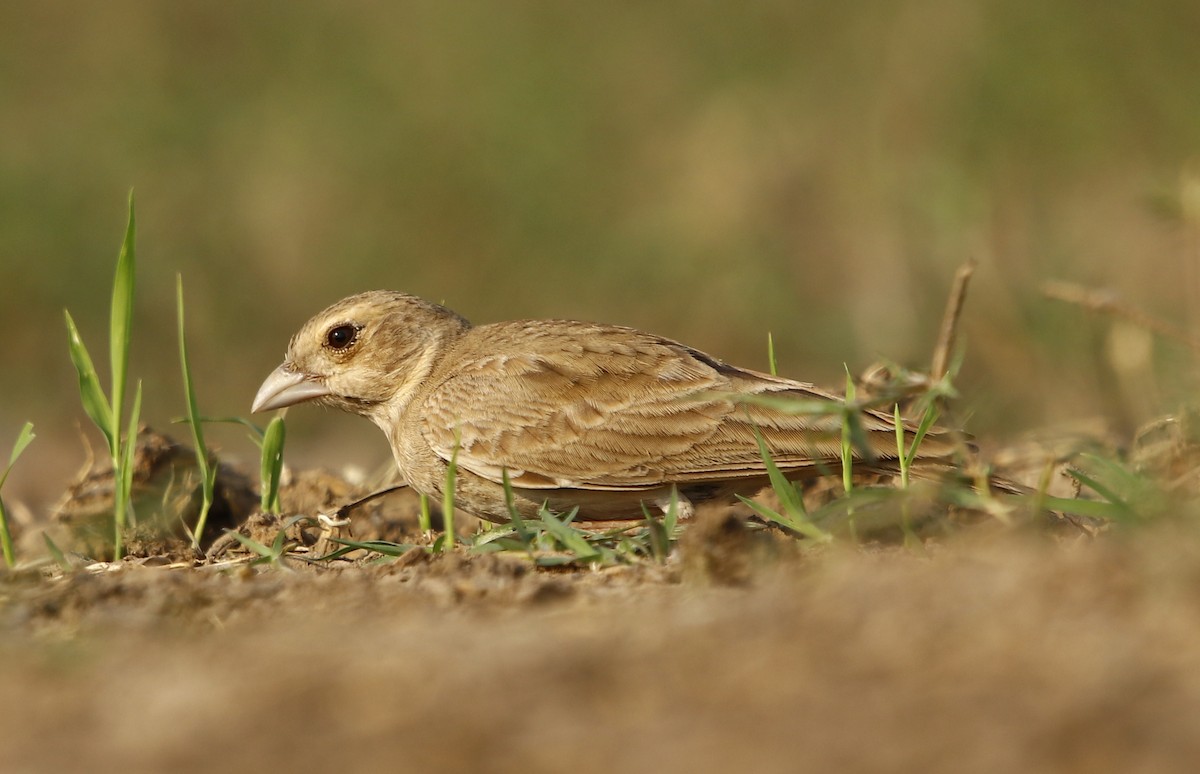 Ashy-crowned Sparrow-Lark - ML311376551