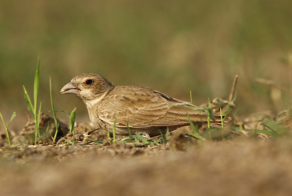 Ashy-crowned Sparrow-Lark - ML311376841