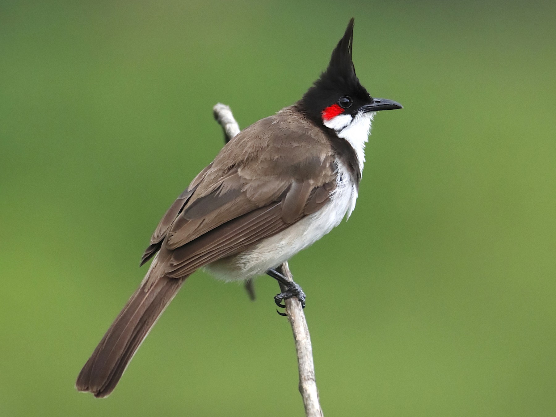 kommando civilisere race Red-whiskered Bulbul - eBird