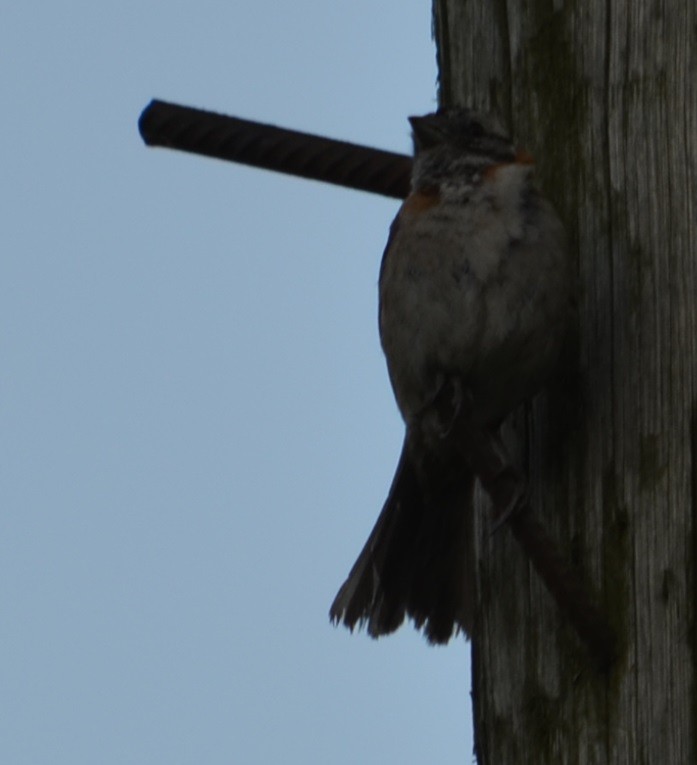 Rufous-collared Sparrow - ML311377641