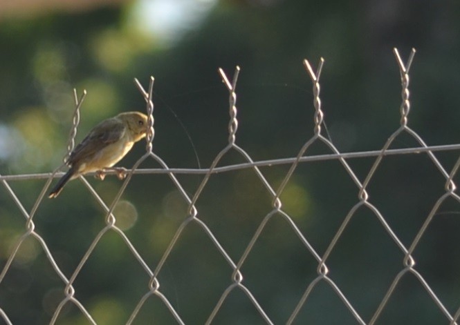 Double-collared Seedeater - ML311377981