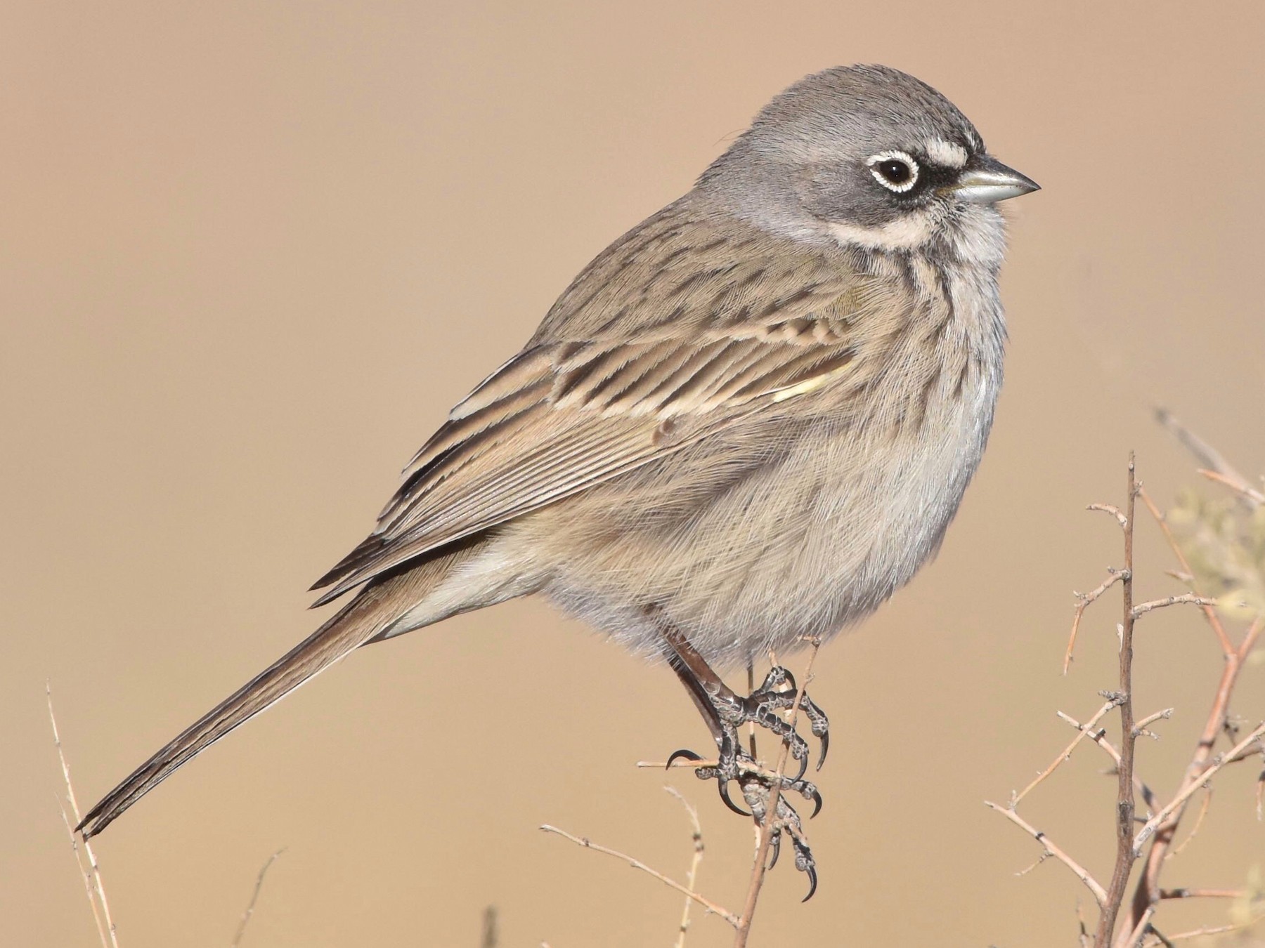 Sagebrush Sparrow eBird