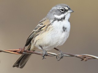  - Bell's Sparrow (canescens)