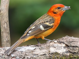  - Flame-colored Tanager