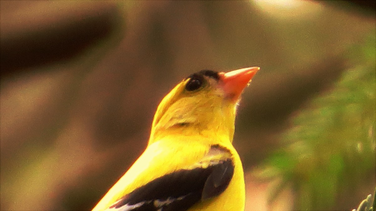 American Goldfinch - Bill Blauvelt