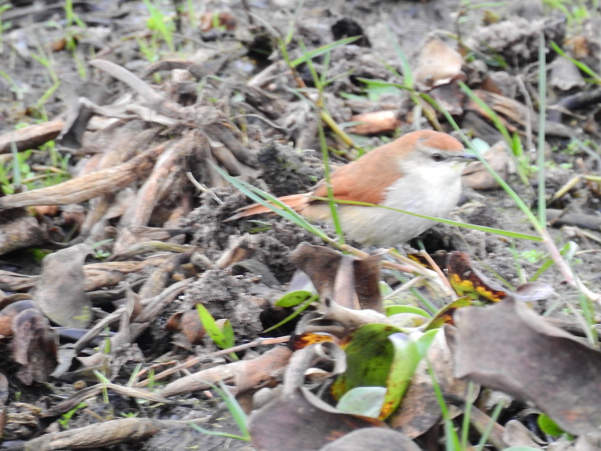 Yellow-chinned Spinetail - ML31139691