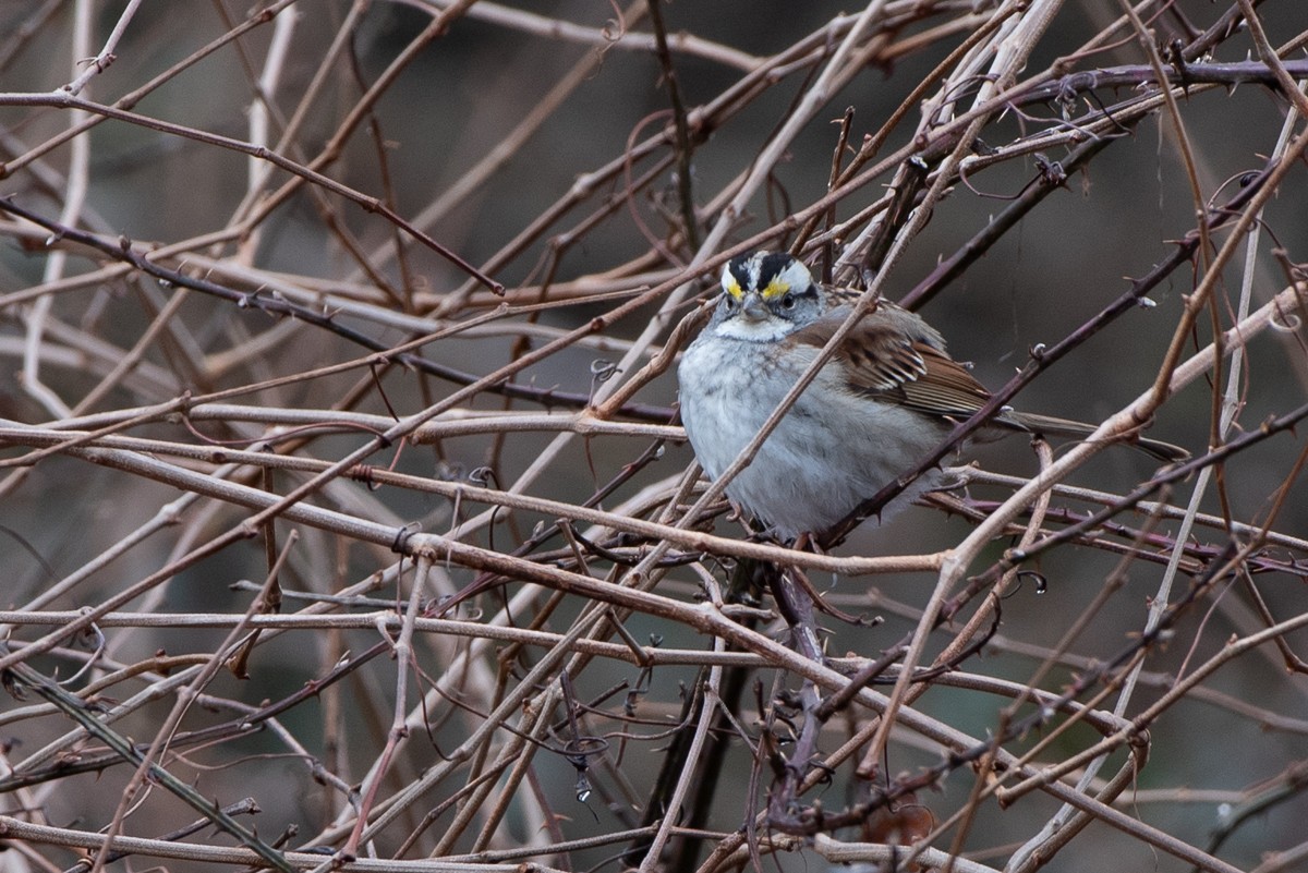 White-throated Sparrow - ML311401301