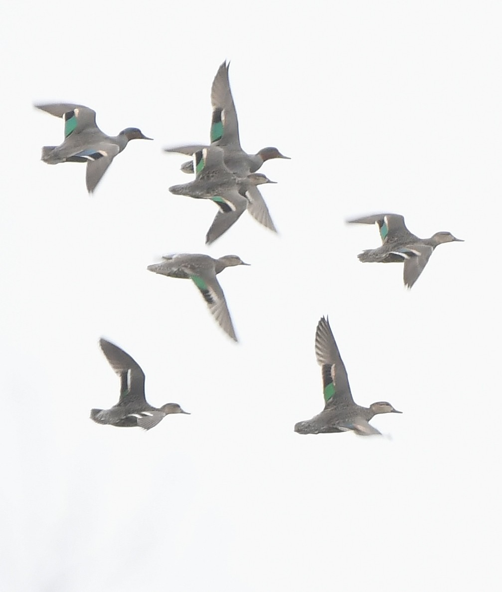 Green-winged Teal - ML311404681