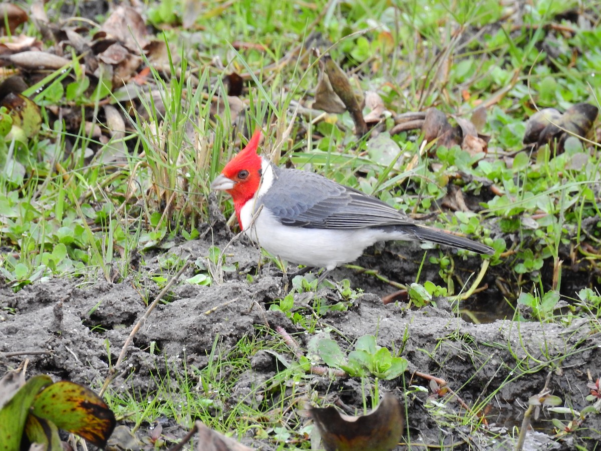 Red-crested Cardinal - ML31140491