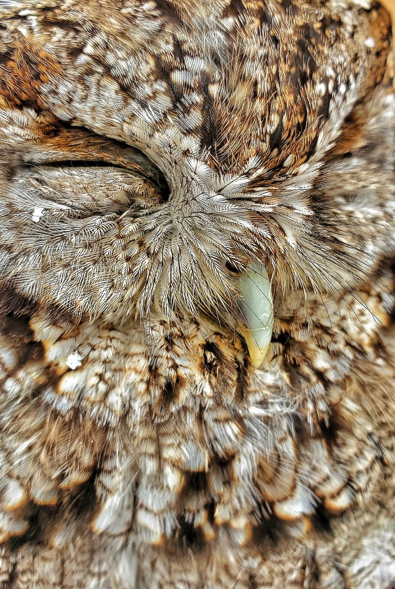 Western Screech-Owl (Northern) - Trent   Bray