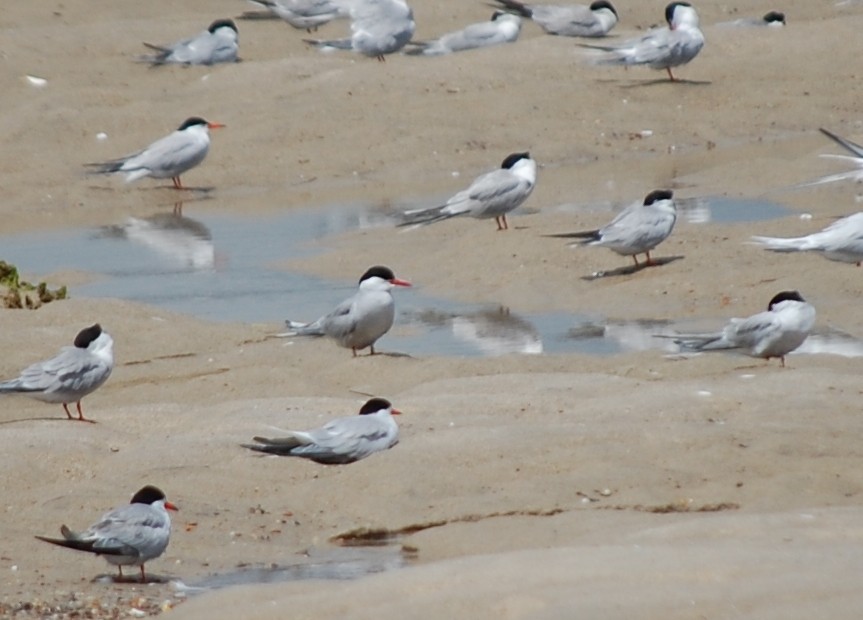 Arctic Tern - ML31141341