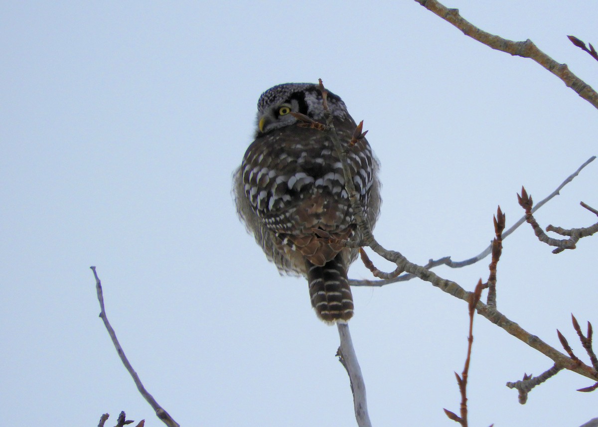 Northern Hawk Owl - ann carter