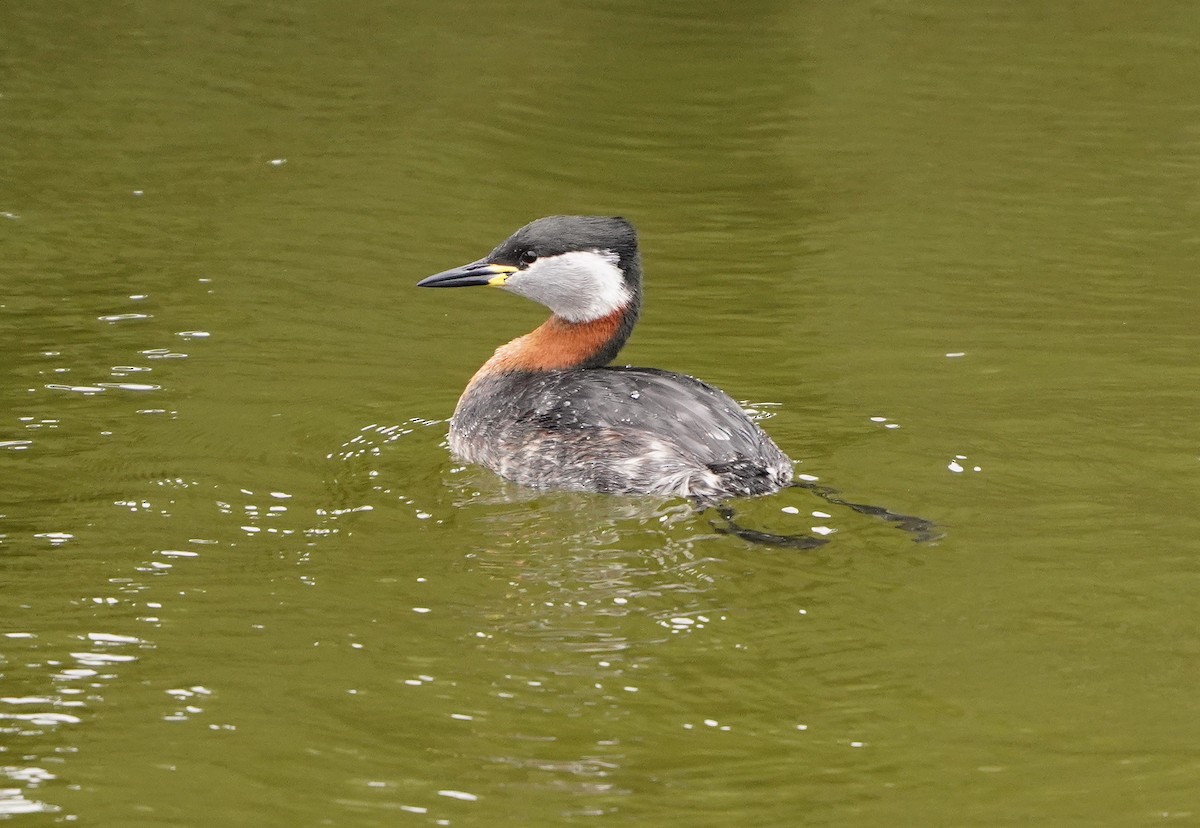 Red-necked Grebe - Peter Alexander