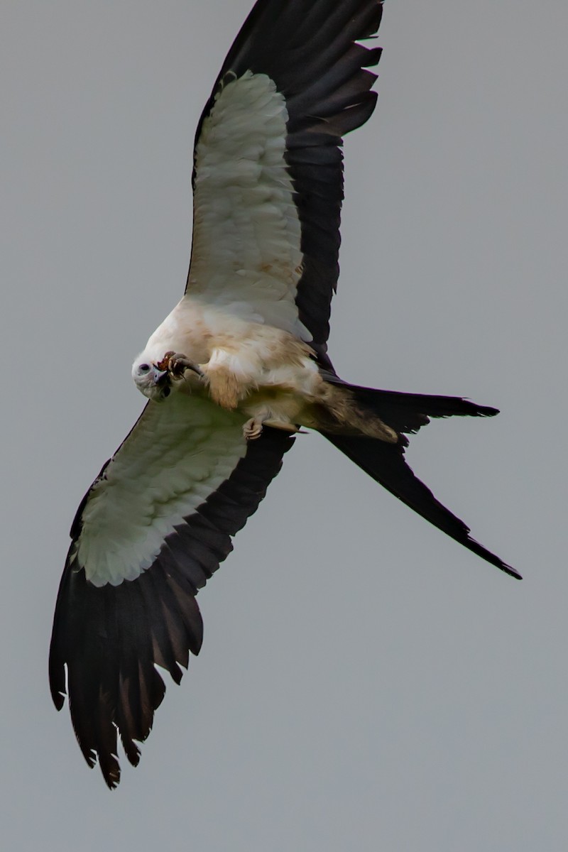 Swallow-tailed Kite - Leia Hewitt