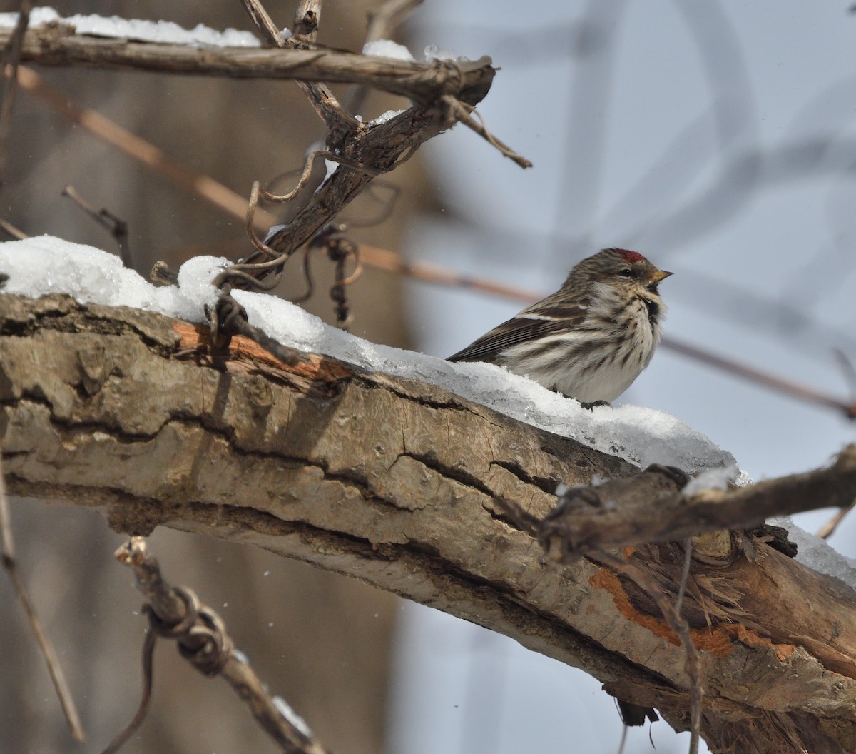 Common Redpoll - Louis Lemay
