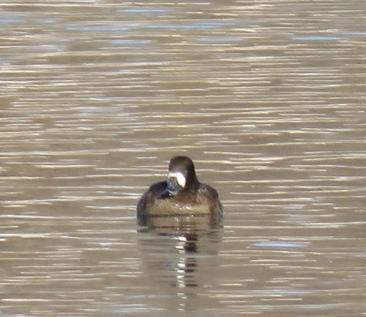 Greater Scaup - ML311426031