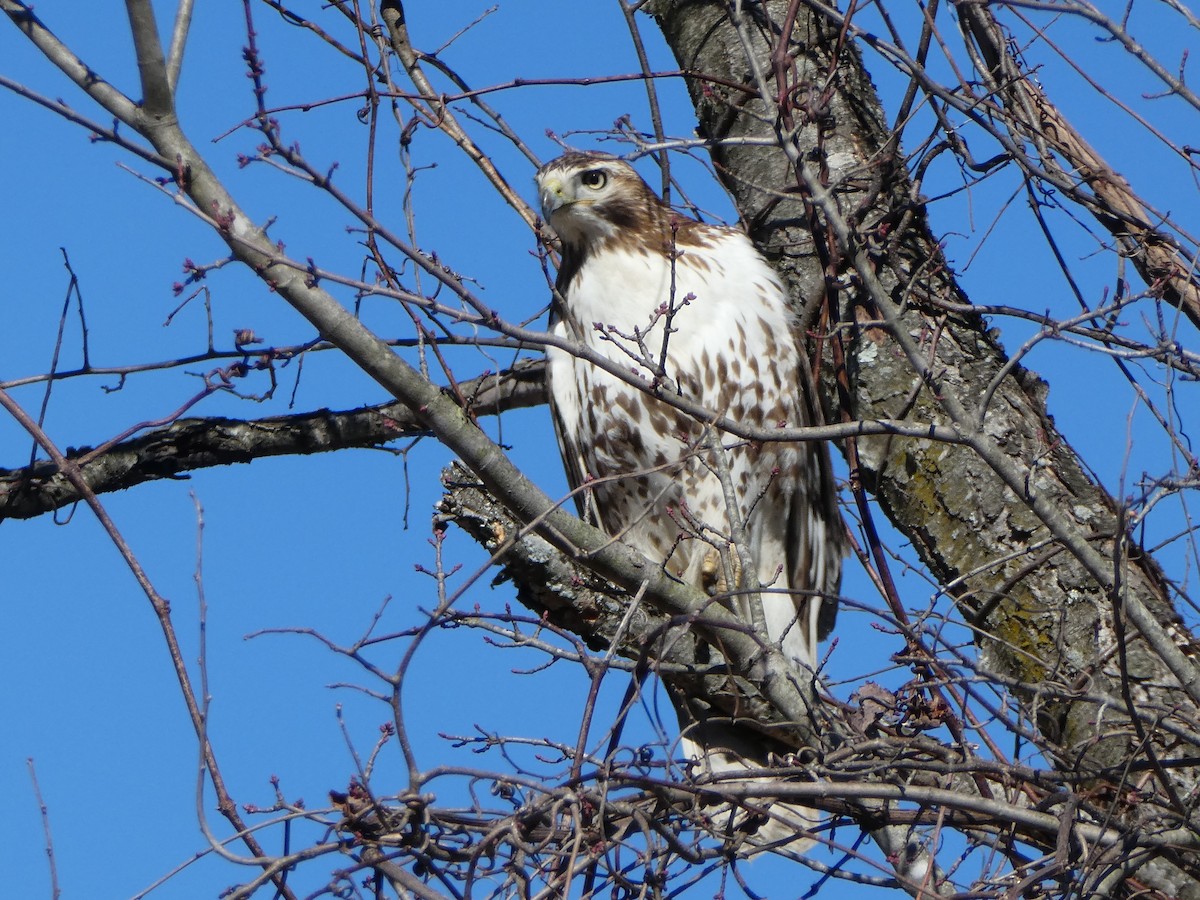 Red-tailed Hawk - ML311427101