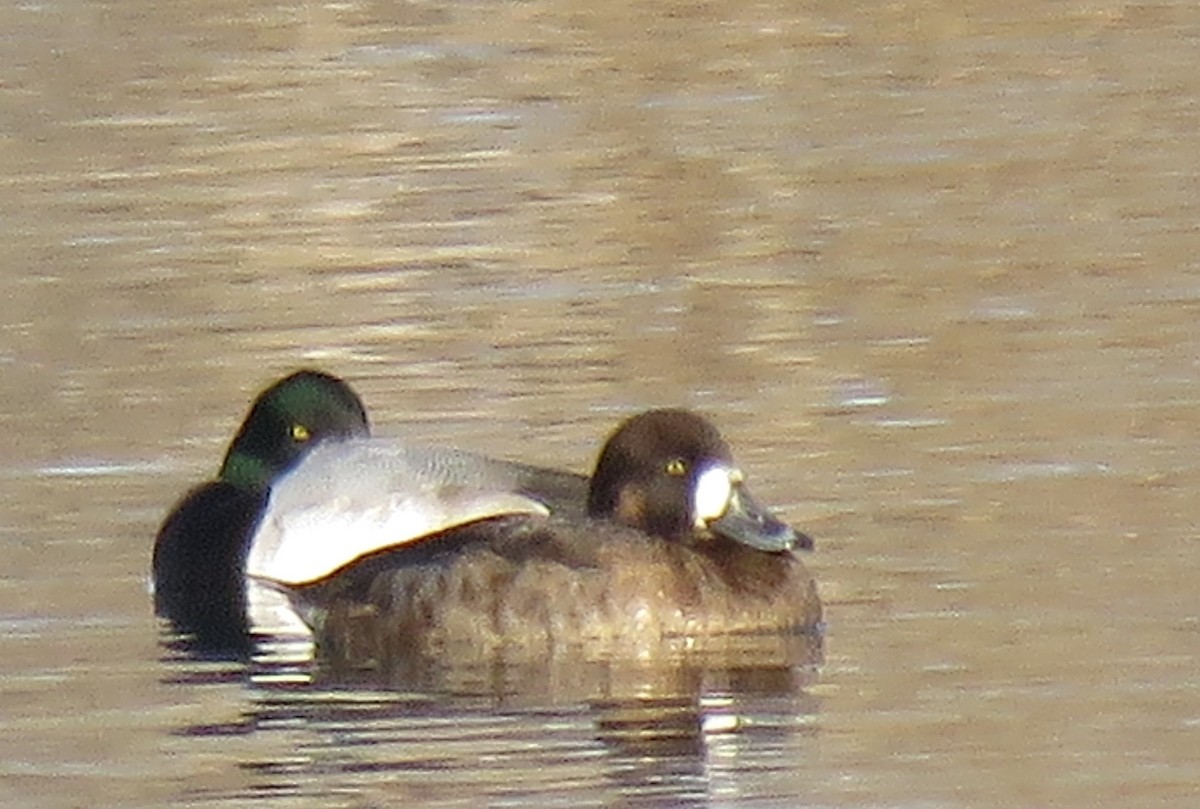 Greater Scaup - ML311427631