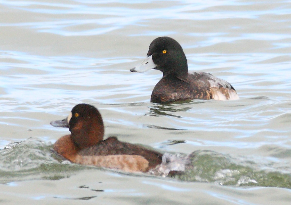 Greater Scaup - ML311432771