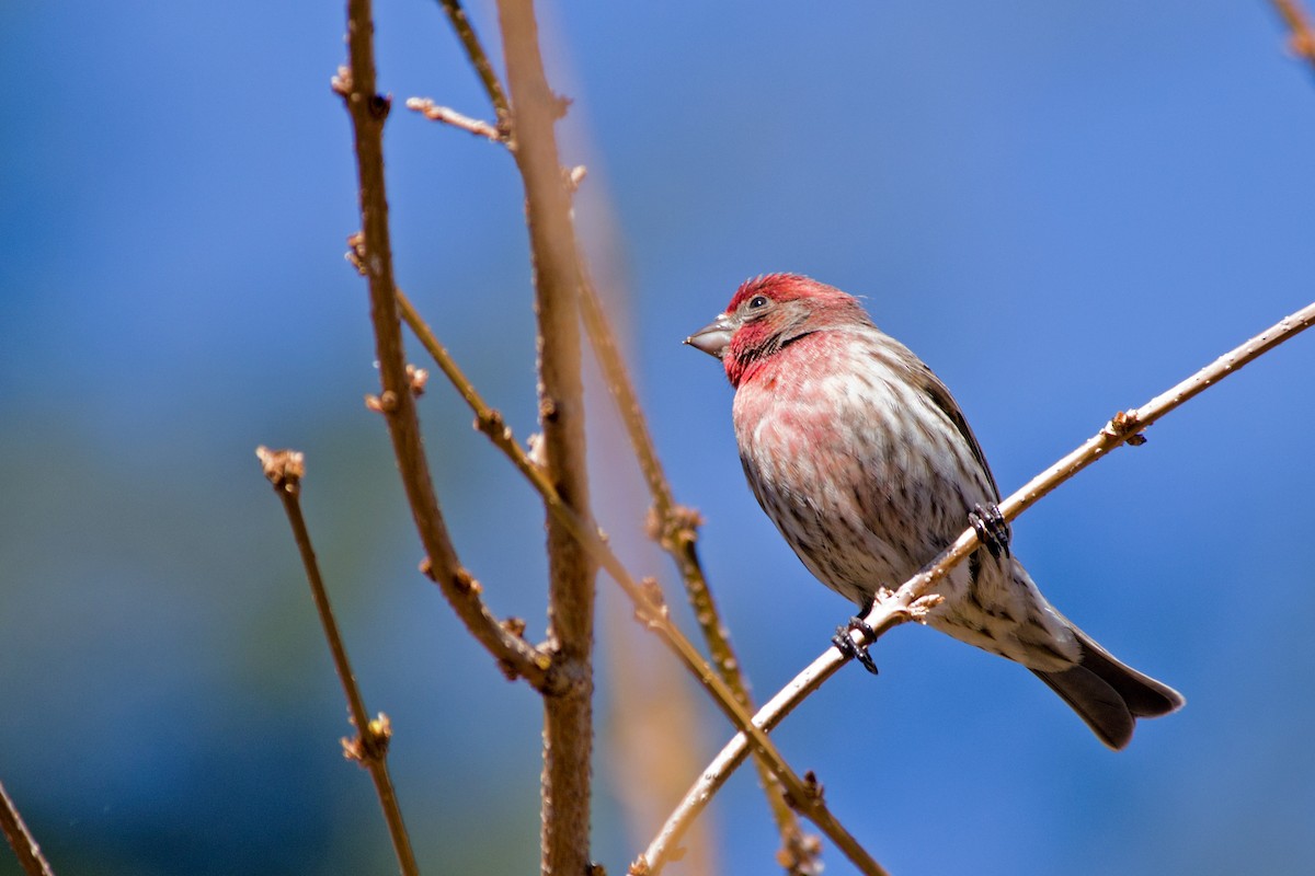House Finch - Rob Dickerson
