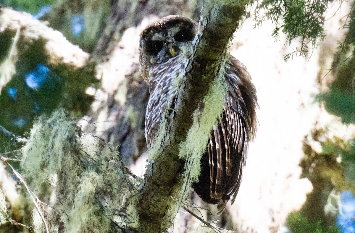 Spotted Owl - ML31144181