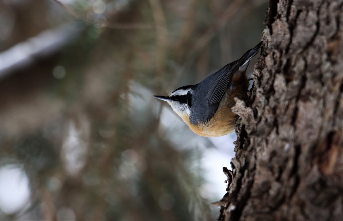 Red-breasted Nuthatch - ML311445601