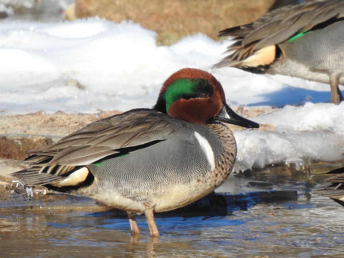 Green-winged Teal - Kevin Long
