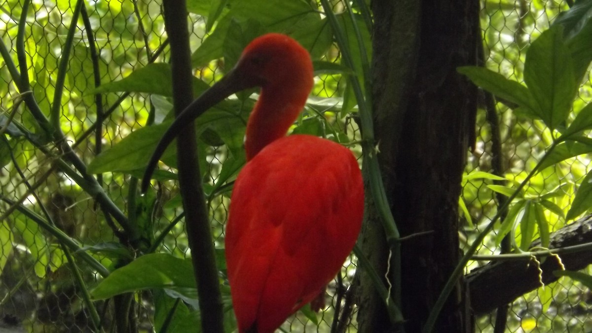 ibis rudý - ML311451361