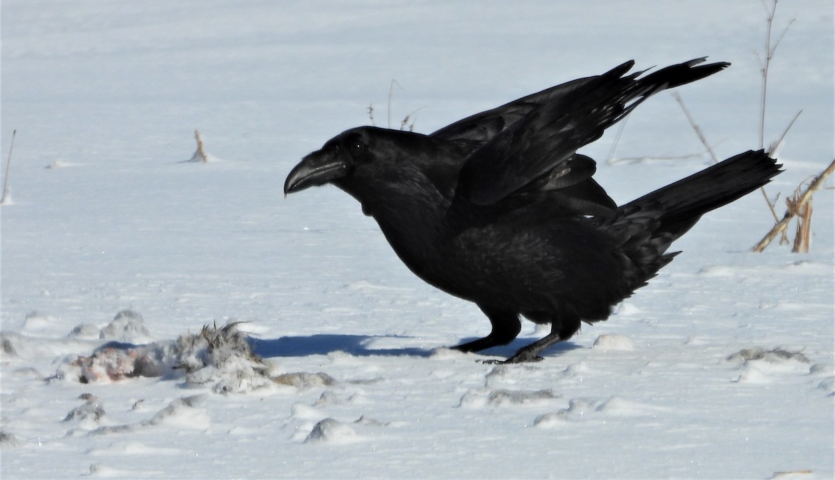 Common Raven - Jean W. Côté
