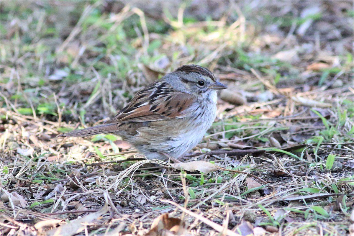 Swamp Sparrow - ML311458791