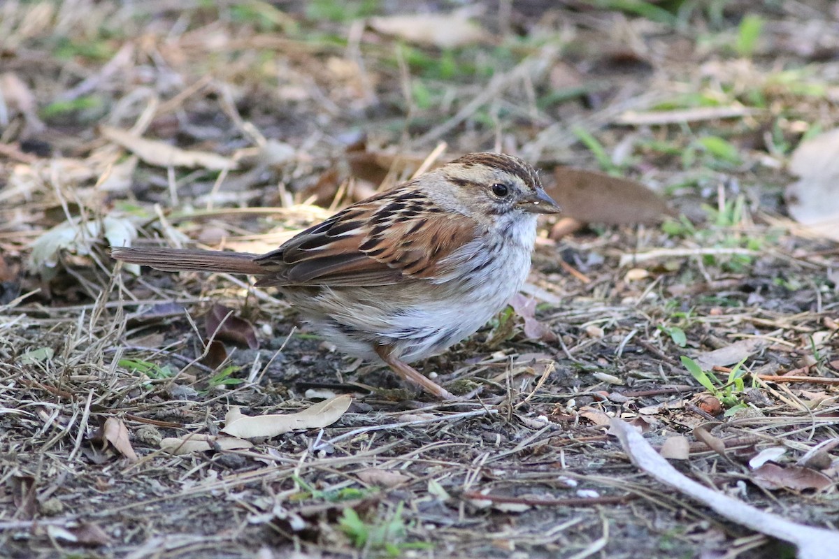 Swamp Sparrow - ML311458801