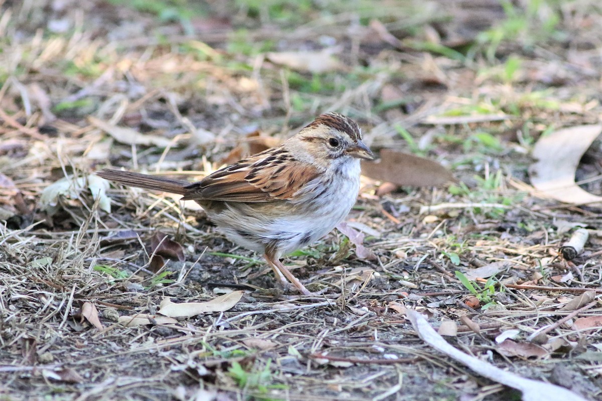 Swamp Sparrow - ML311458811