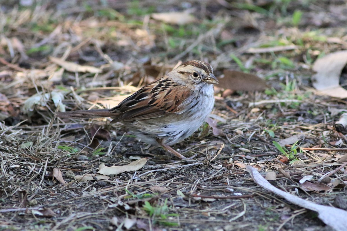 Swamp Sparrow - ML311458841