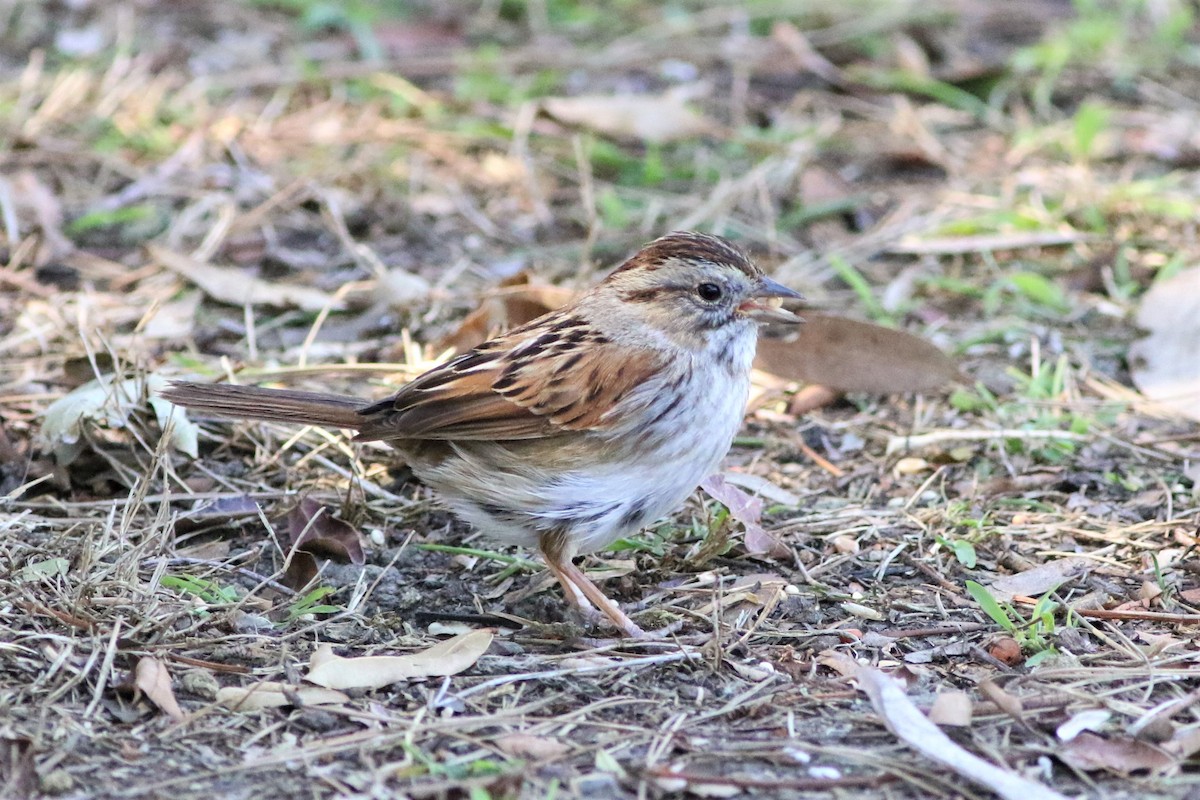 Swamp Sparrow - ML311458851