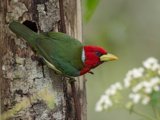  - Red-headed Barbet