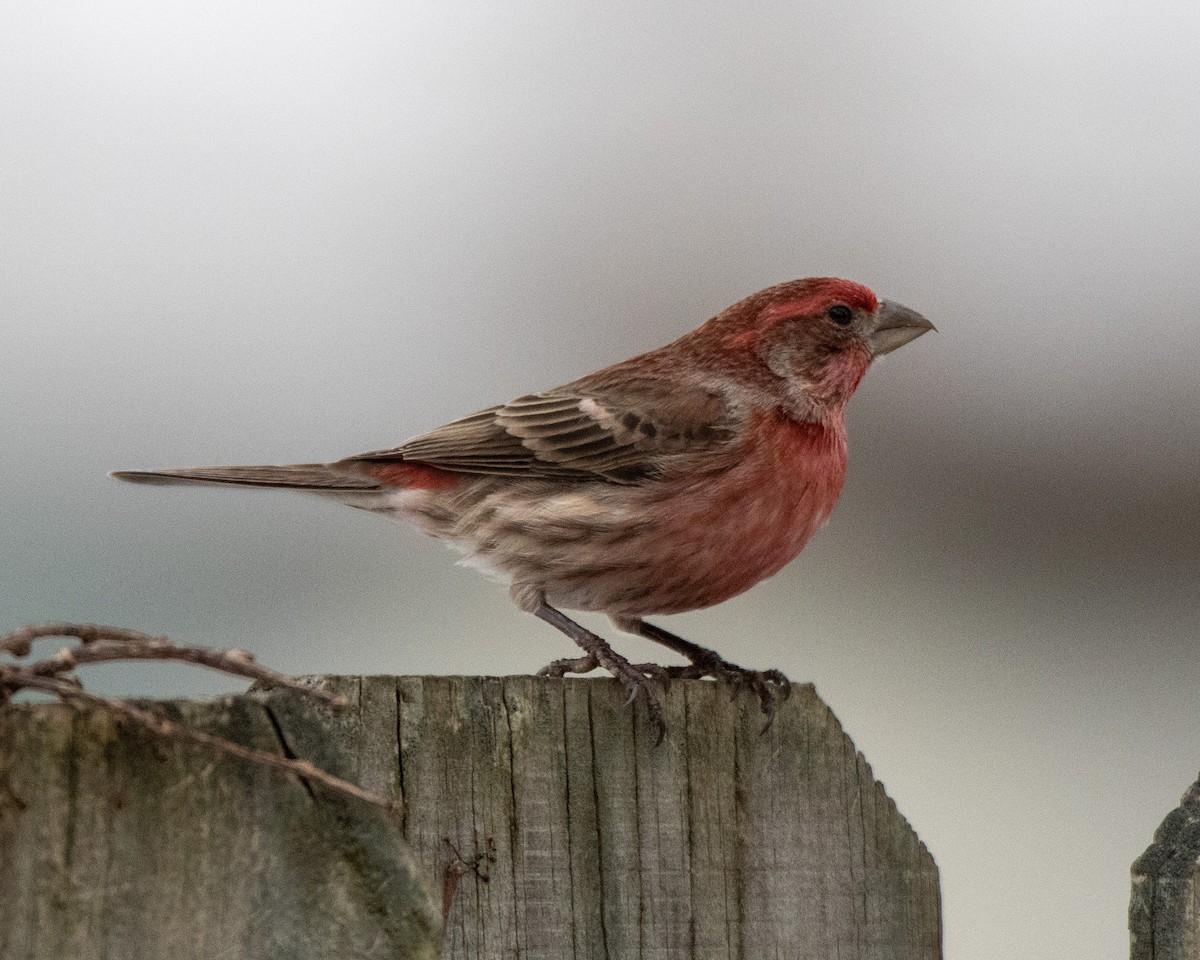 House Finch - Kelly White