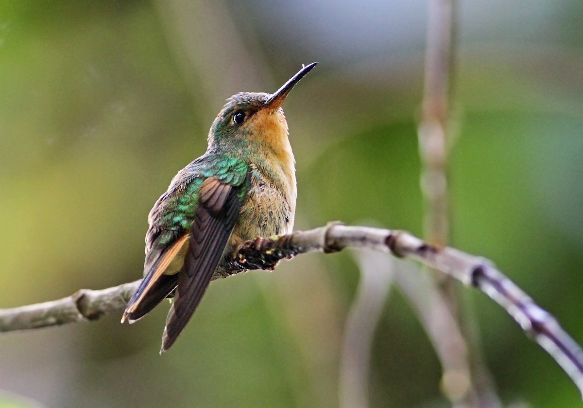 Pirre Hummingbird - ML31146271