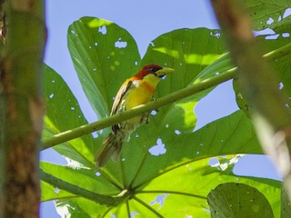  - Scarlet-hooded Barbet