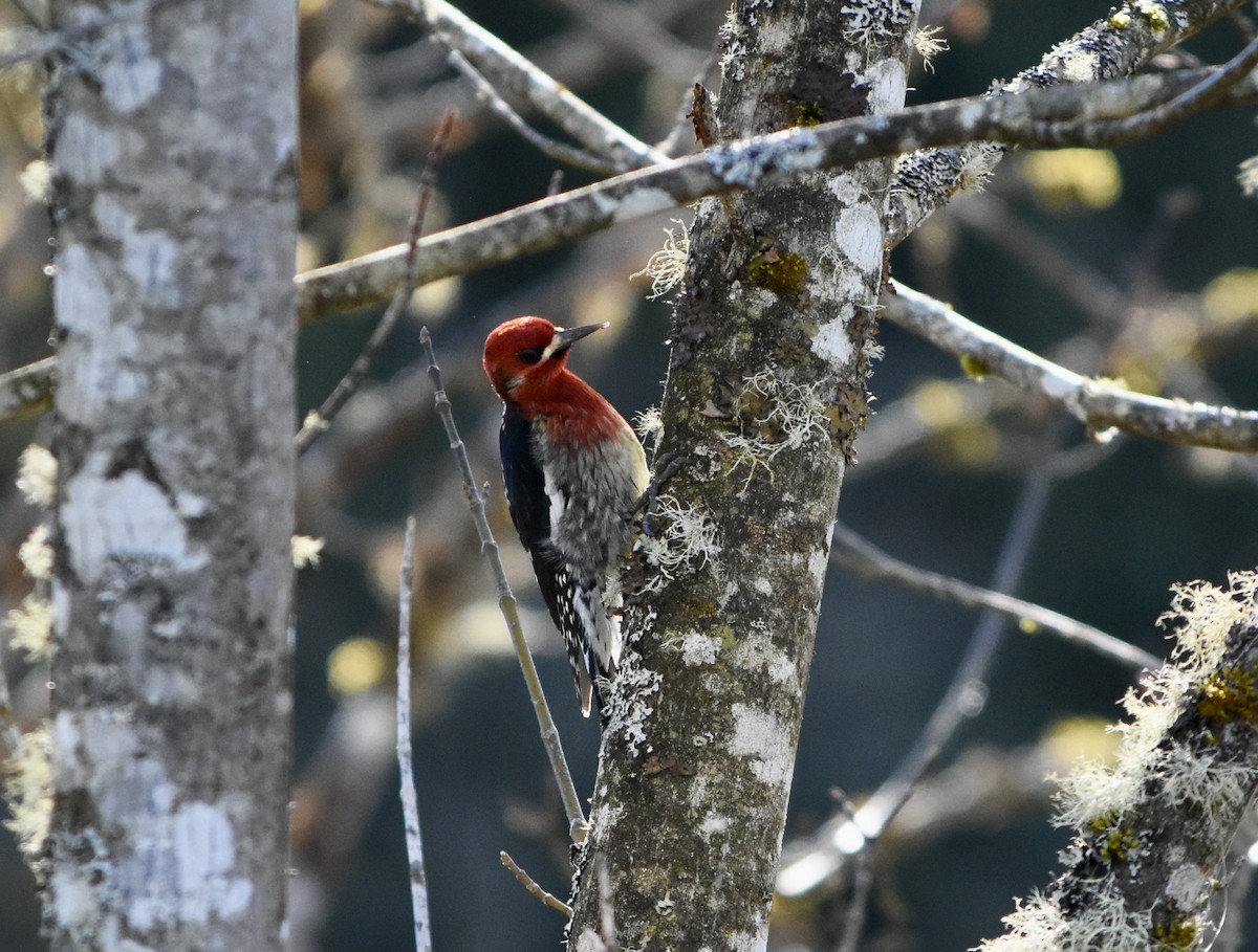 Red-breasted Sapsucker - ML311465281
