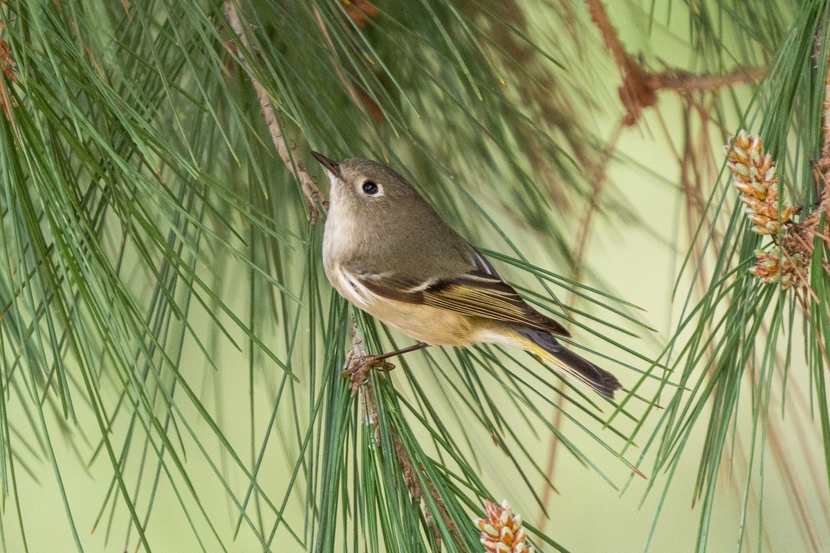Ruby-crowned Kinglet - Andrea C