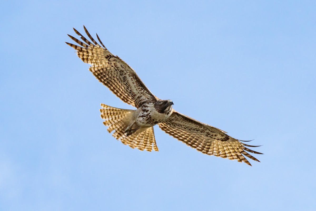 Red-tailed Hawk - Andrea C