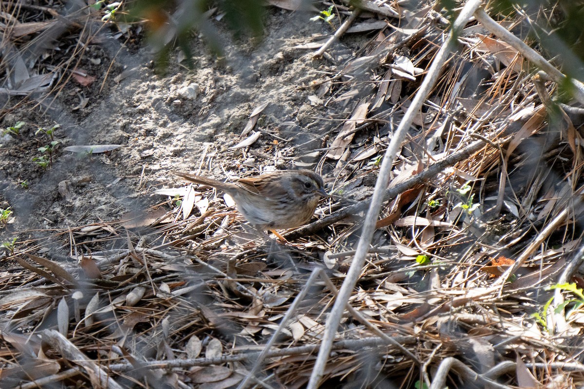 Swamp Sparrow - ML311470221
