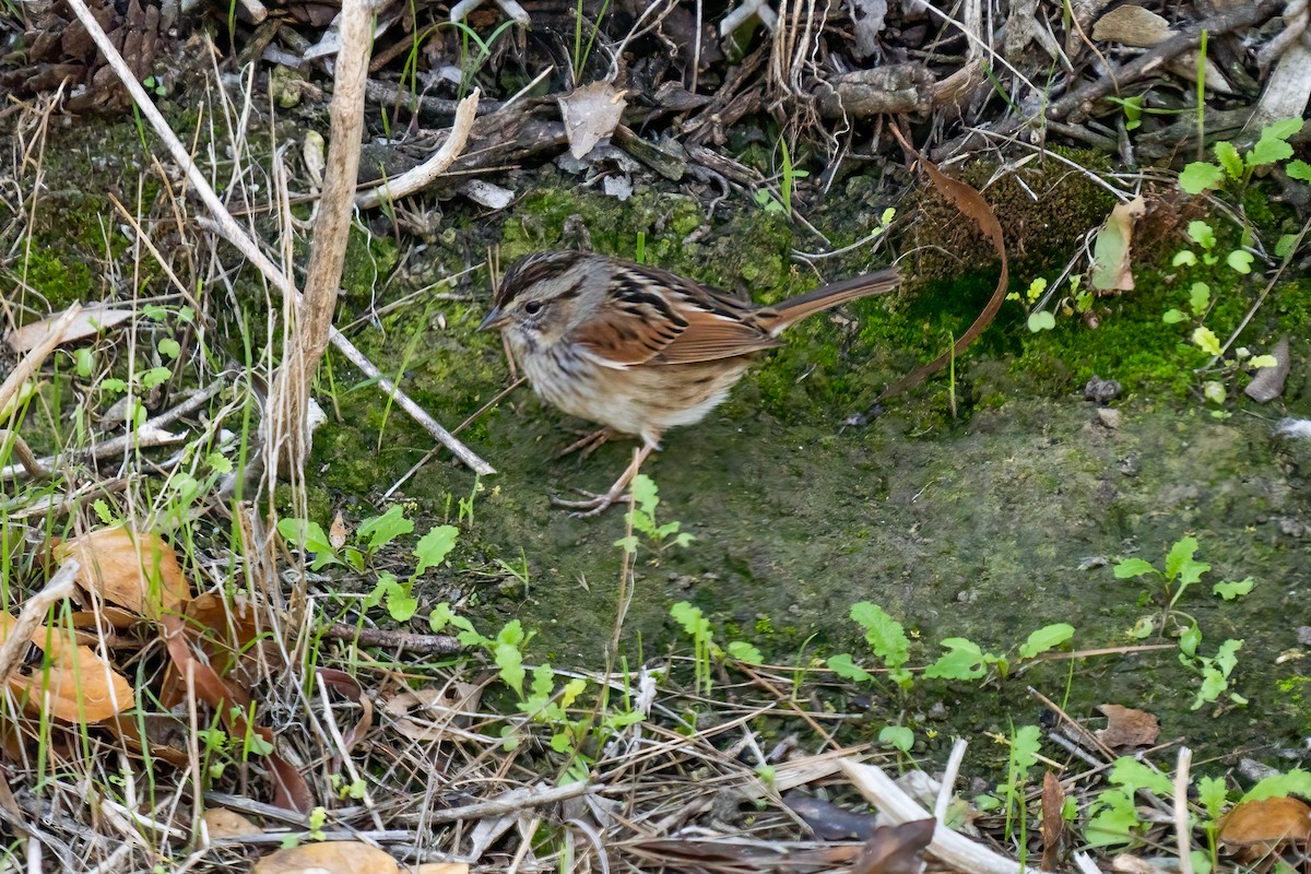 Swamp Sparrow - ML311470291