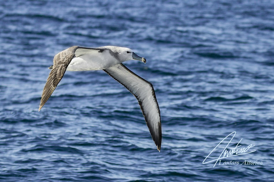 White-capped Albatross - Lautaro Astorino