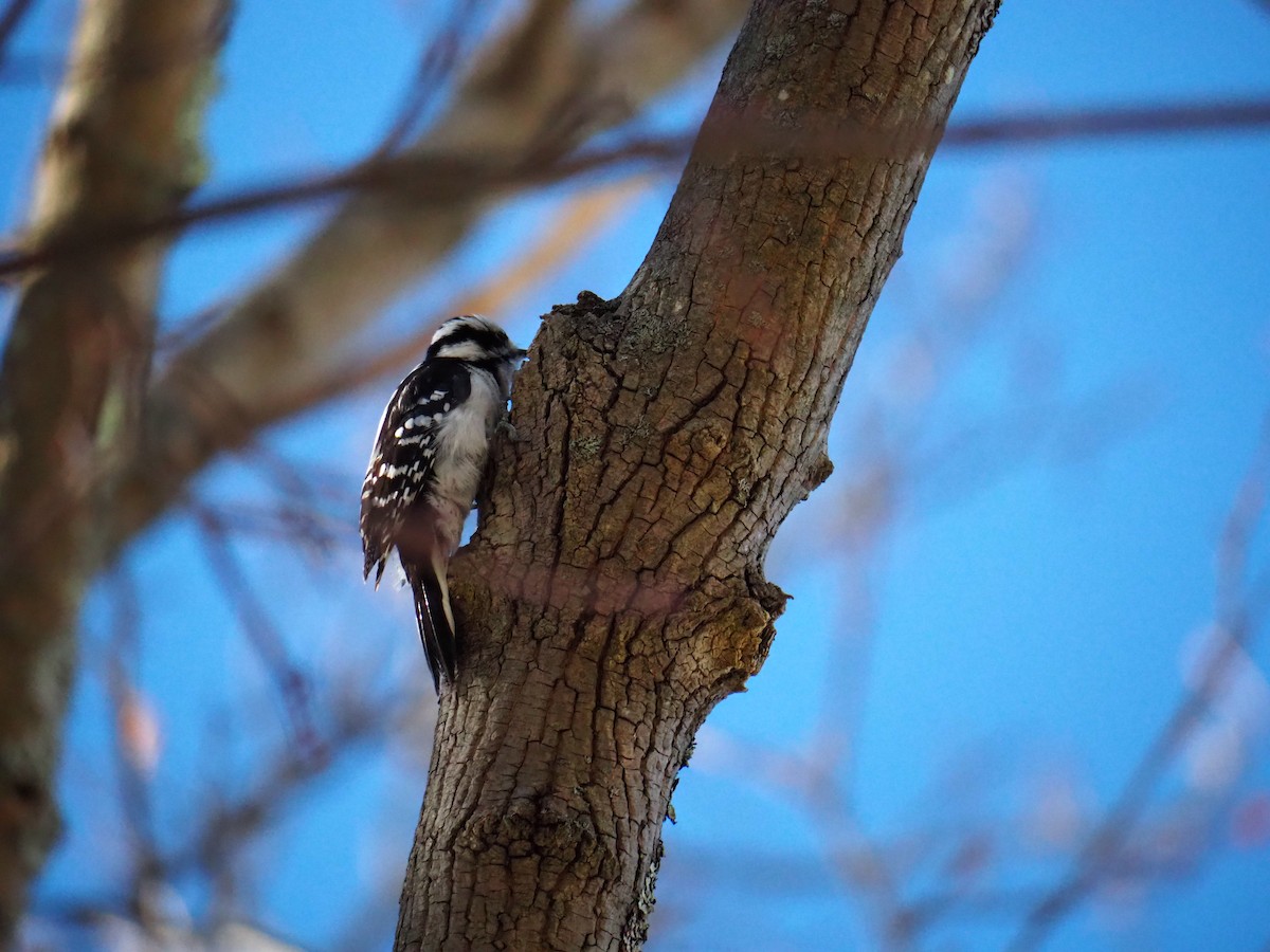 Downy Woodpecker (Eastern) - ML311473271