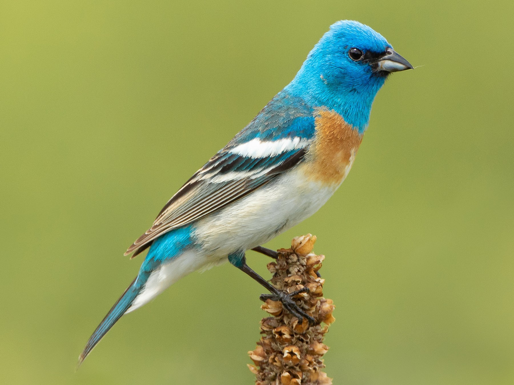 Lazuli Bunting - Wolfe R