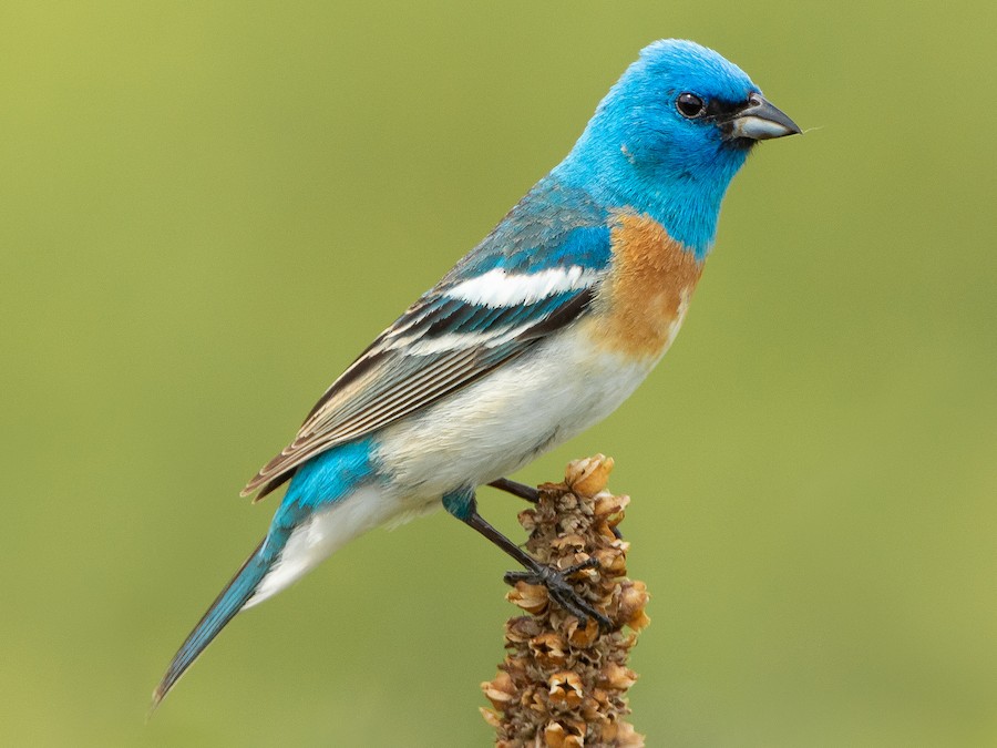 lazuli bunting female